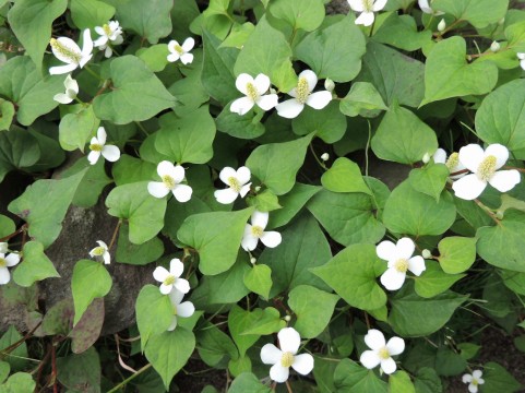 「地元・身近なところにある薬草を生活に役立てましょう」という動きについて