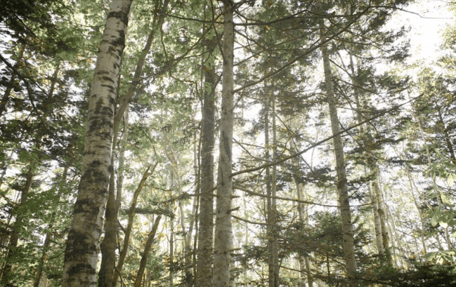 北海道の森を代表する木”トドマツ”にこだわった精油会社『フプの森』