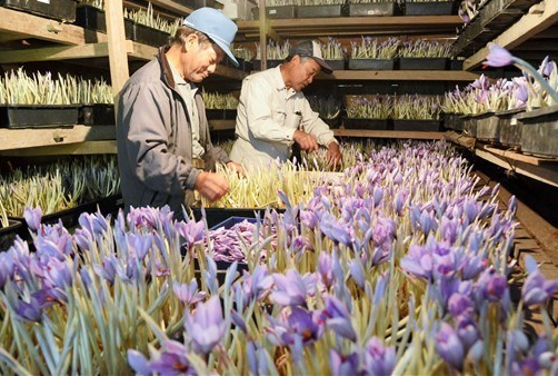 日本のサフラン農家は激減しているようですが 国内のサフラン栽培市場は長期的に明るくなっていくのでは と感じています Enjoy Herbal Life