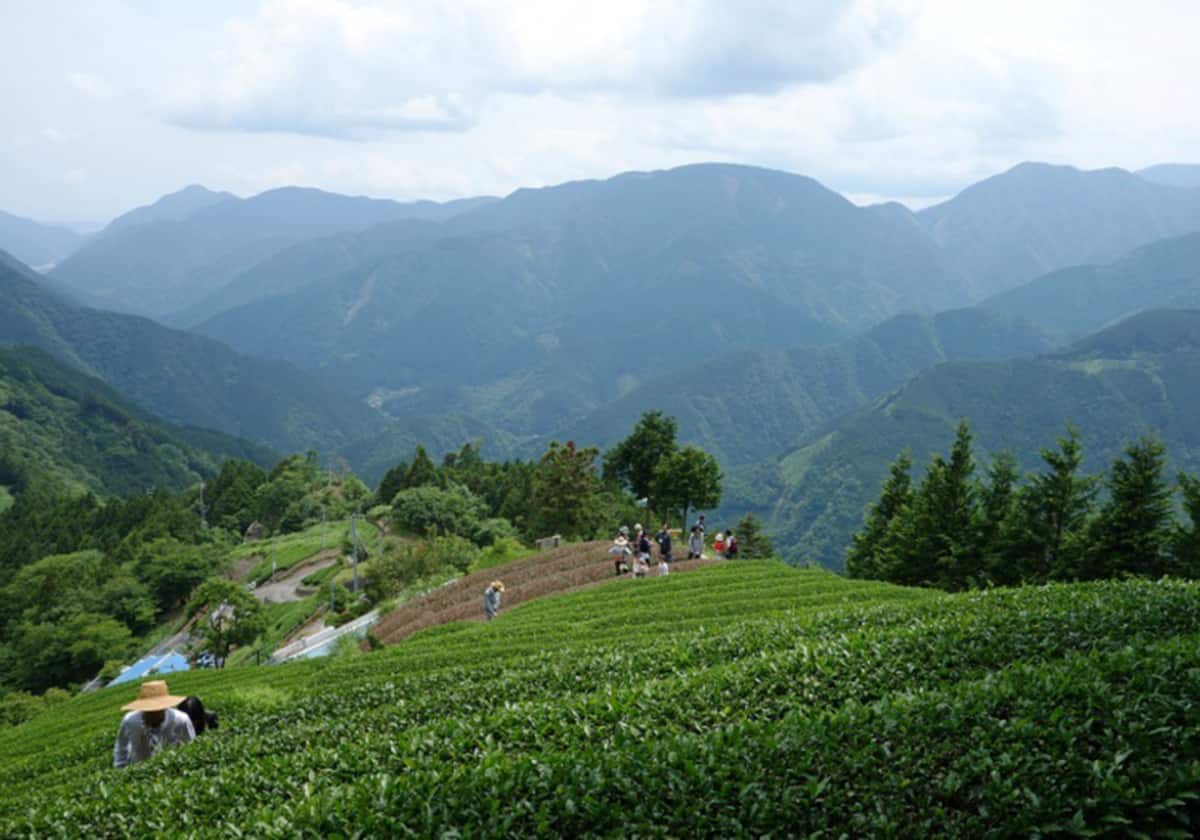 静岡の茶葉の市場で何が起こっているのか」の全体像がイメージできる記事 | ENJOY HERBAL LIFE