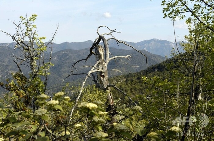 フランス南東部の自然保護区での、欧州最大級の「再野生化」実験に注目したいです。