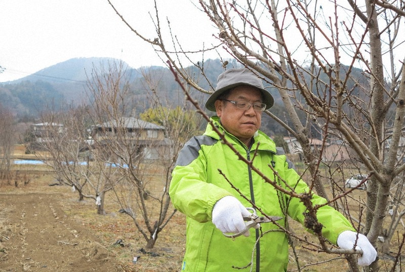 遊休農地を桃林に変える「桃源郷プロジェクト」 （山梨県大月）。「薬用としての桃」の視点が無かったことに気付きました。