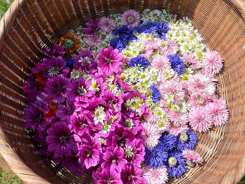 カレンデュラを例にした、花の美しさを保つ「摘み方、洗い方、乾燥の仕方」