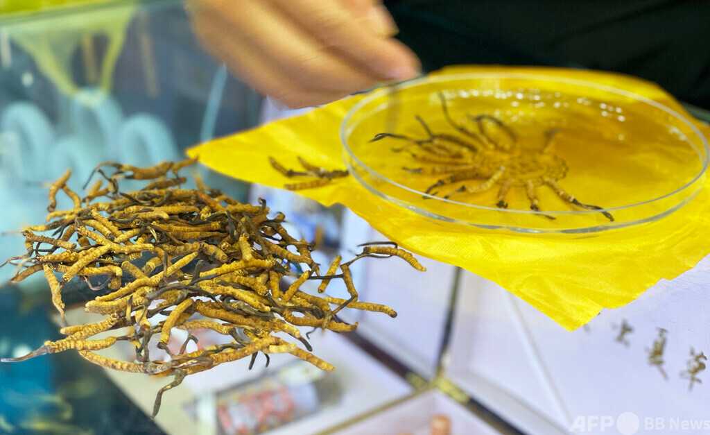 中国青海省における「冬虫夏草」の調査、人工栽培状況