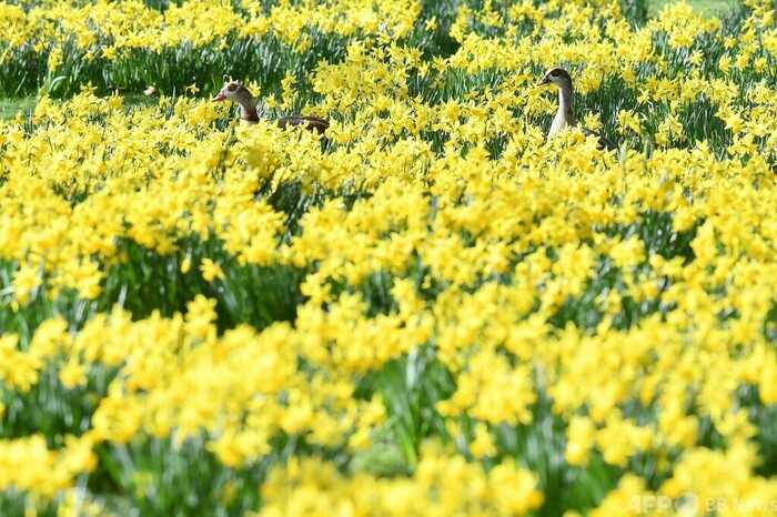 英国の植物が、地球温暖化で”開花時期が1か月早まった”という研究結果