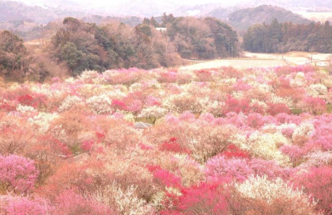 東海最大級の梅の名所「いなべ市農業公園」の景色が絶景です。