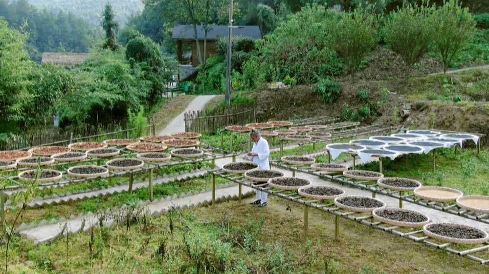 中国・湖北省”武当山”にある「仙人の食べ物」といわれる長寿の薬草