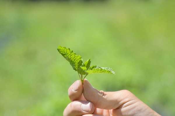 ハッカを再び広島県の特産品にすることを志す「nature farm ハレの高原」