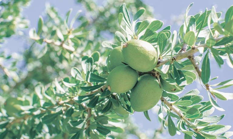 モロッコの南西部にしか育たないアルガンの木から採取された「アルガンオイル」。知らないことばかりで驚きました。