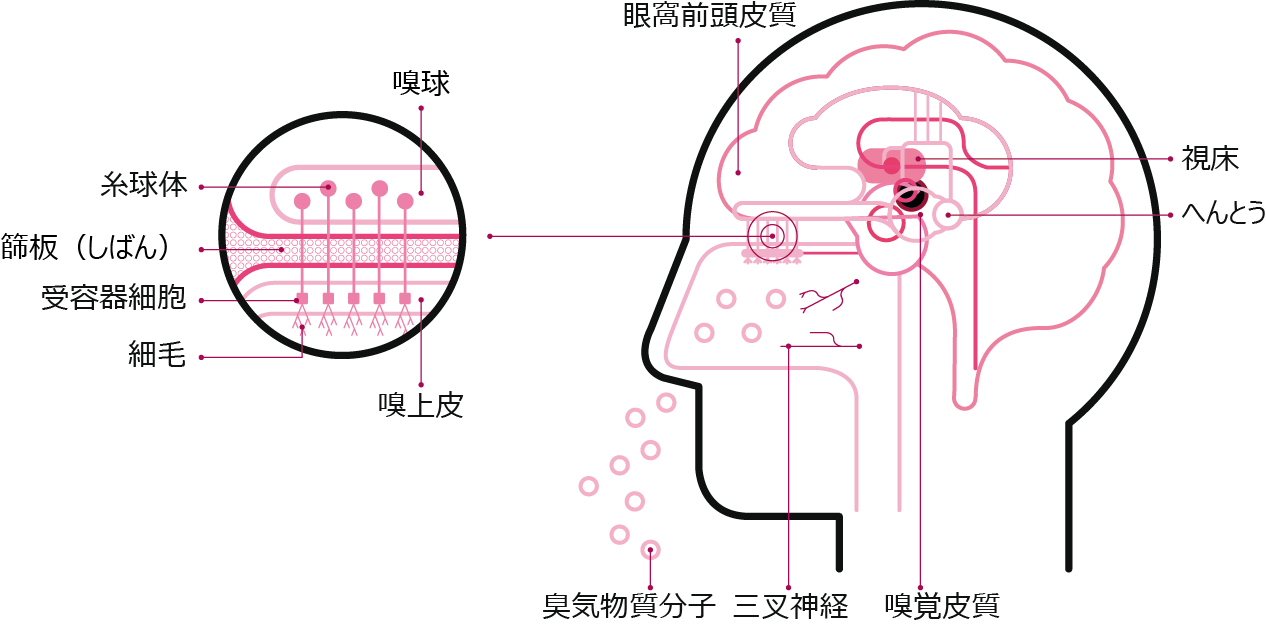 フレーバー・フレグランス界のリーディングカンパニー『ジボダン社』のHPより「嗅覚の科学」を学ぶ