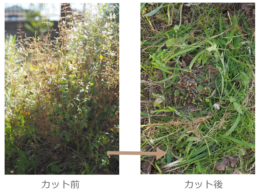 ハーブの冬越し準備の時期到来。植物タイプ別・作業法についての記事が参考になりました。