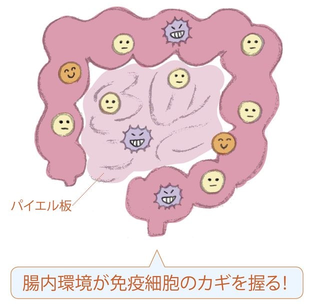 医師が説明する、ヒトの免疫の仕組みと免疫アップの秘訣。