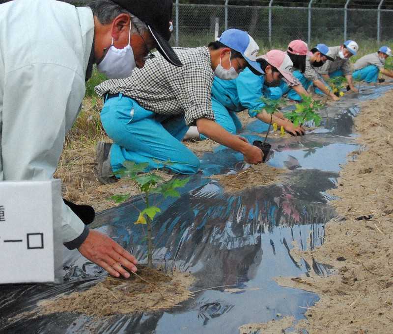 商議所と農業高校がタッグを組み、「青パパイア」を鳥取県の特産品にする動きについて