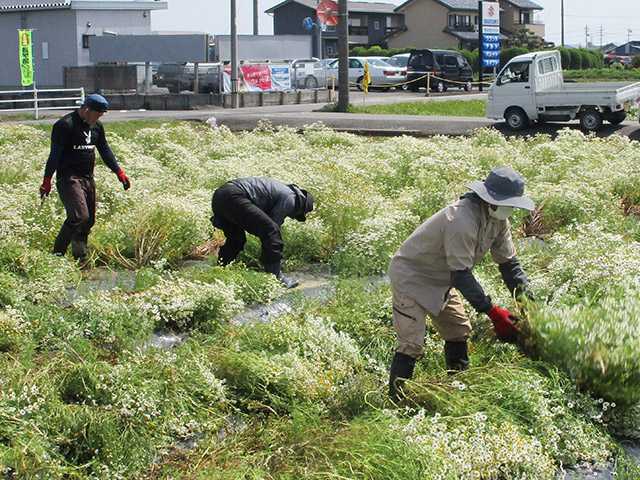 岐阜県大垣市が、”カモミール生産量日本一”になったルーツについて