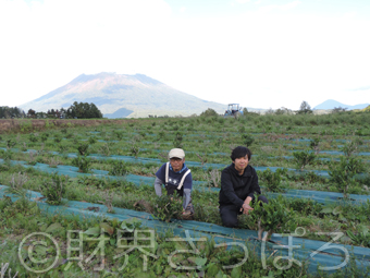 ルピシアの北海道・ニセコでの茶葉生産の挑戦について