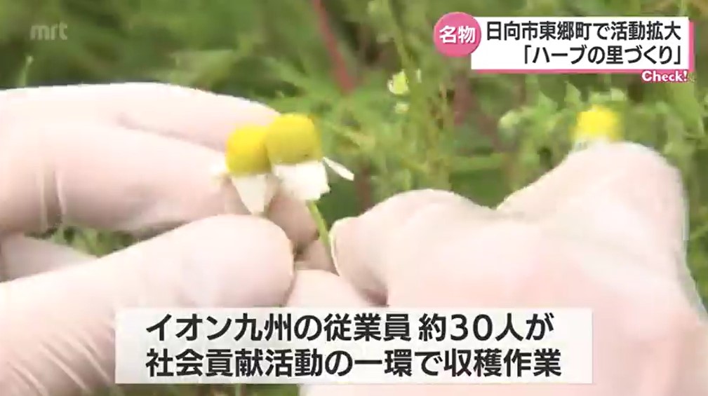 ハーブ栽培面積を5倍へ。宮崎県日向市東郷町の「ハーブの里づくり」